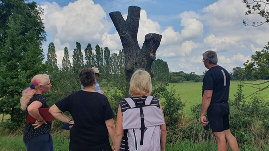 Begutachtung eines ehemals vom Heldbock bewohnten Baumes bei der gemeinsamen Rundfahrt und Konzeptvorstellung