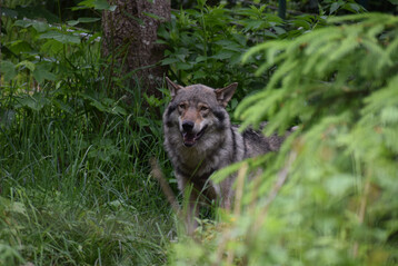 Wolf (
<i>Canis lupus</i>
) in Tierfreigelnde