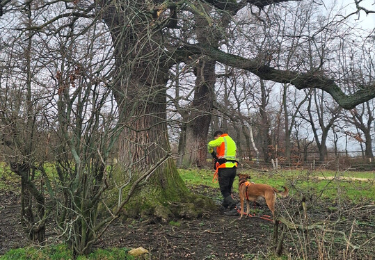 Baumbegutachterin mit ihrem Artensprhund an einem Naturdenkmal