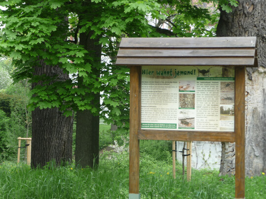 Informationstafel zum Heldbock im Triestewitzer Landschaftspark. Im Hintergrund zu sehen ist eine Heldbock-Eiche und Nachpflanzungen.