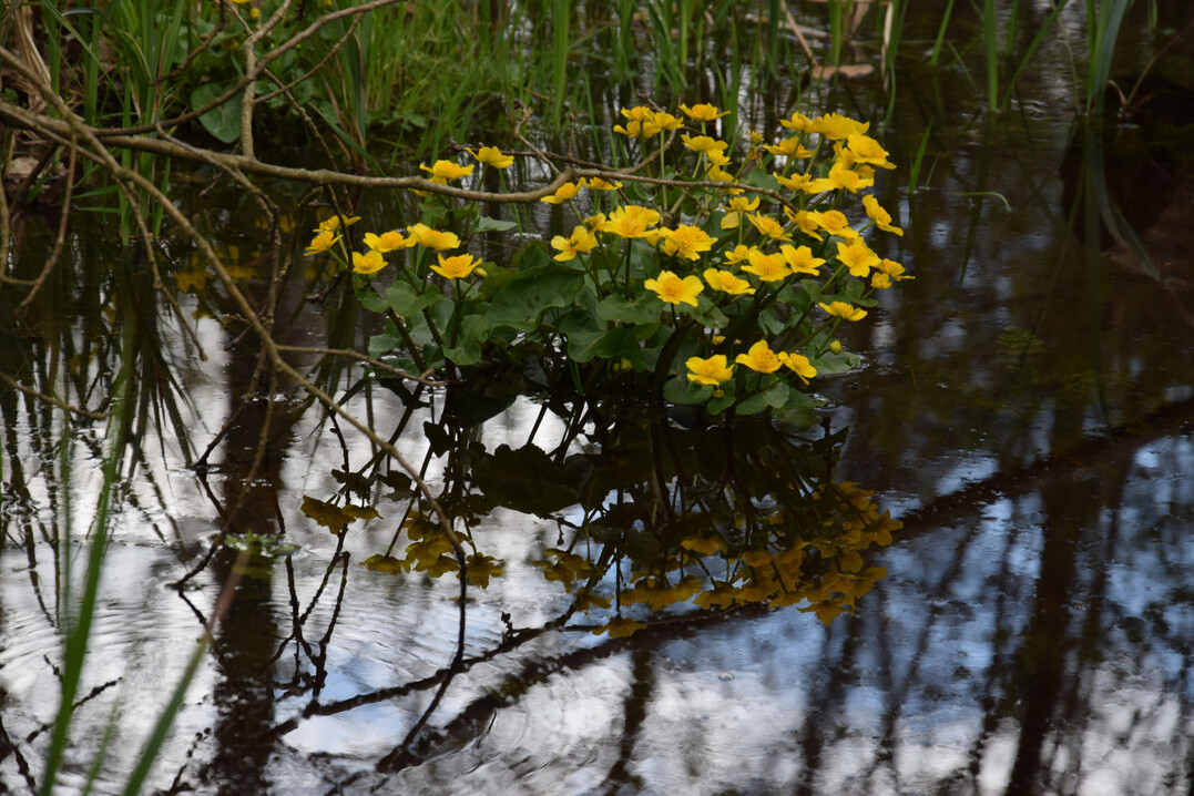 Im Frhling blht die Sumpfdotterblume als eine der ersten Arten im und am Wasser.