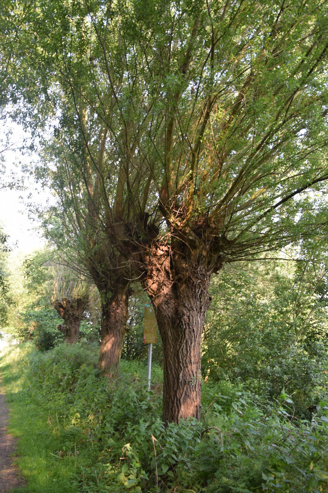 Kopfweiden sumen hufig Grabenstrukturen in der Landschaft.
