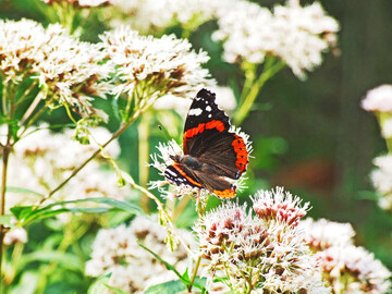 Admiral (
<i>Vanessa atalanta</i>
)