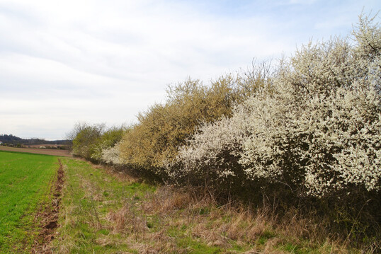 Foto 1: Hecken bieten in Agrarlandschaften Lebensraum fr viele Pflanzen und Tiere. In England wurden ber 2.000 Arten in einer Hecke mit 85 m Lnge gefunden (Wolton 2015). Wichtiges ergnzendes Element ist der krautige Saum, der an die Gehlzpflanzen angrenzt und nicht landwirtschaftlich bearbeitet wird. In der Hecke und im Saum finden Tiere mit unterschiedlichen Ansprchen Nahrung und Nistpltze. Bild: Sofia Heukrodt