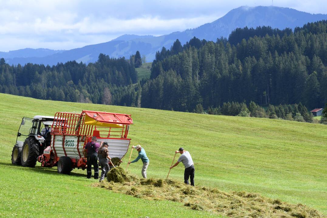 Gemeinsam anpacken: Vier Landwirte verteilen das Landschaftspflegegras einer Moorflche im Allgu auf einer Wiese zum Trocknen.