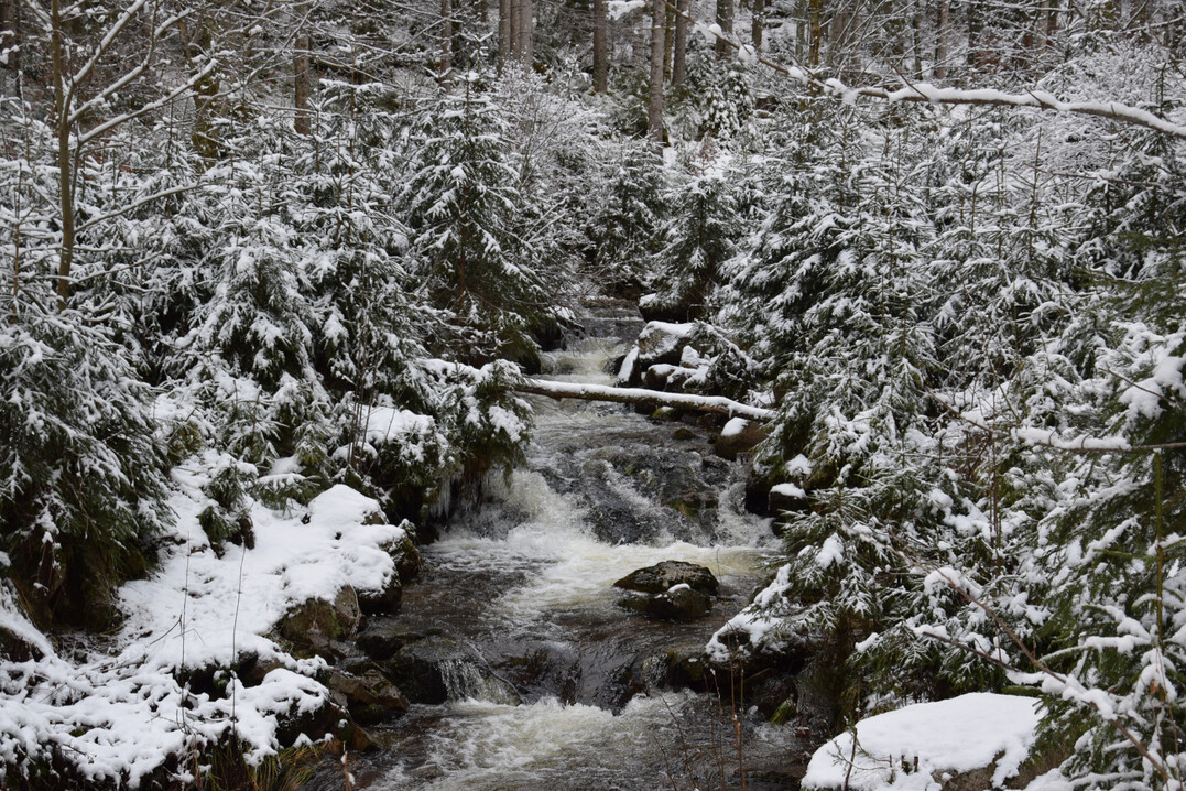Winterlicher Bach im Schwarzwald