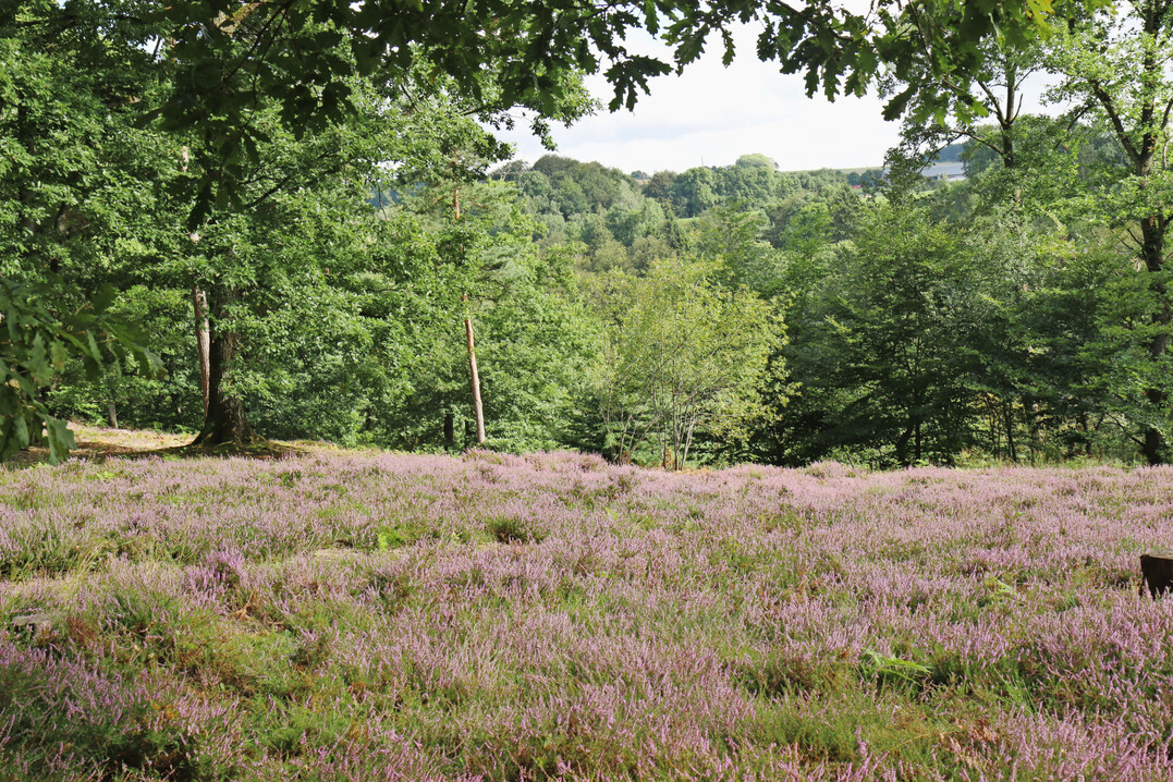 Ehemals degradierte Heide nach Auflichtung und Pflegemanahmen.
