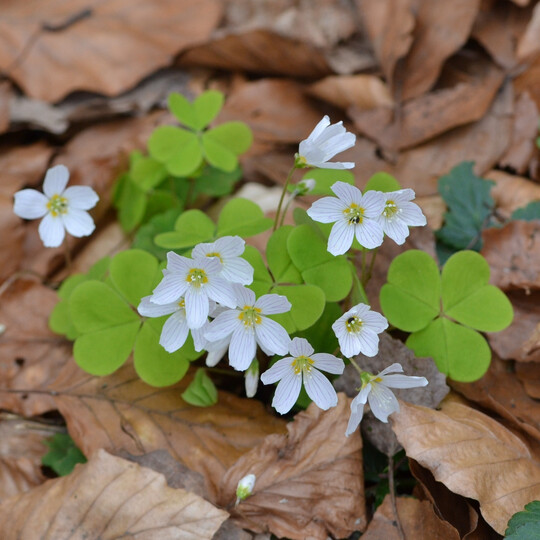 Der Wald-Sauerklee (
<i>Oxalis acetosella</i>
) wandert mit einer Geschwindigkeit von knapp 5 Kilometern pro Jahr nach Westen und mit etwa 0,1 Kilometern pro Jahr nach Norden. Hauptgrund ist der atmosphrische Stickstoffeintrag.