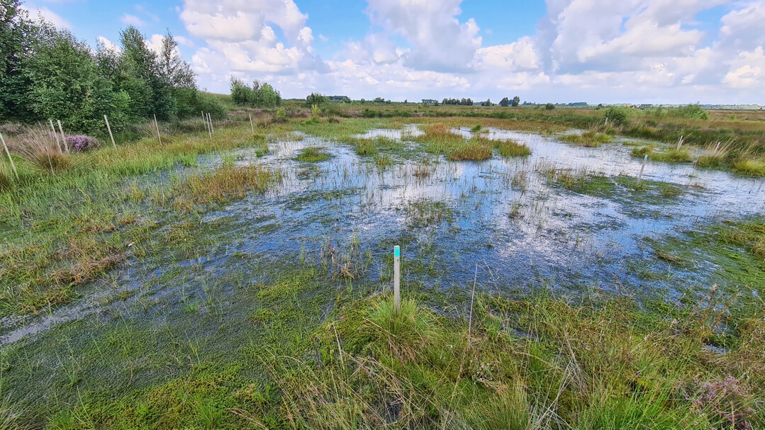 Groflchige Moor-Renaturierung