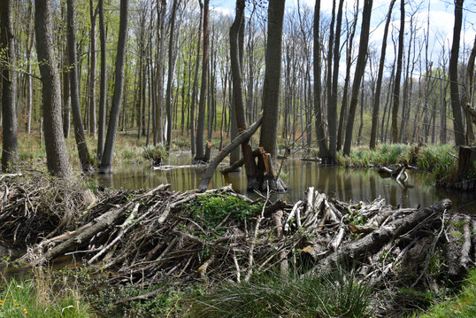 Biberdamm im FFH-Gebiet „Ostvorpommersche Waldlandschaft mit Brebowbach“ östlich von Greifswald
