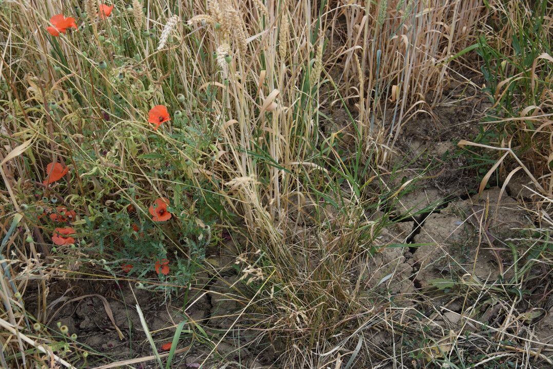 Feldrand mit Klatschmohn und trockenem, rissigen Boden