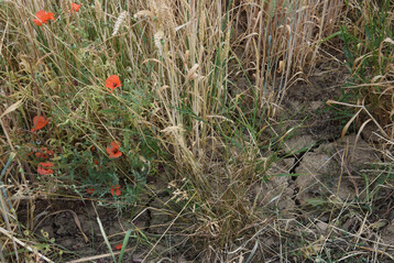 Feldrand mit Klatschmohn und trockenem, rissigen Boden
