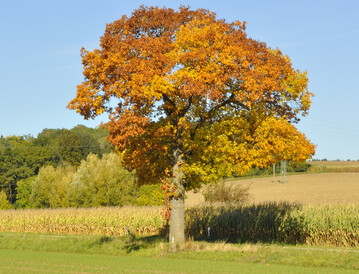 Baum des Jahres 2025: die Rot-Eiche (
<i>Quercus rubra</i>
)