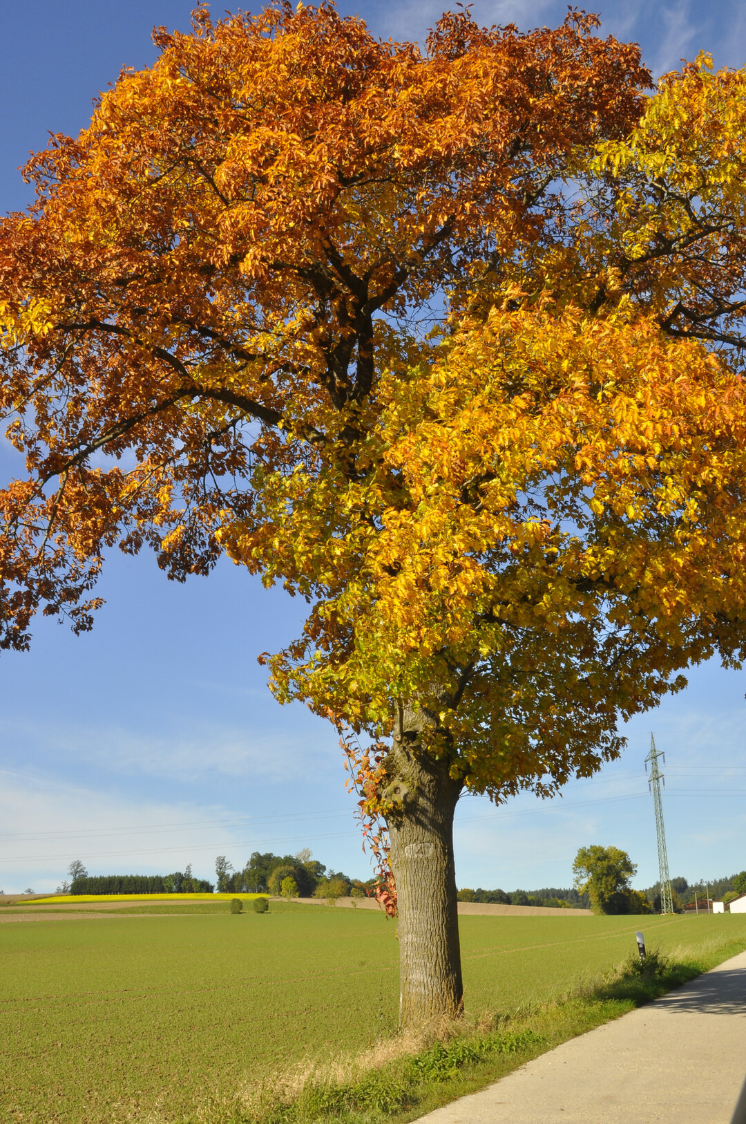 Alleebaum in Herbsttracht