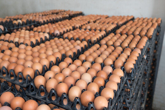 Mit rund 100 Millionen Eiern pro Monat übersteigt die Eierproduktion den ukrainischen Marktbedarf deutlich.