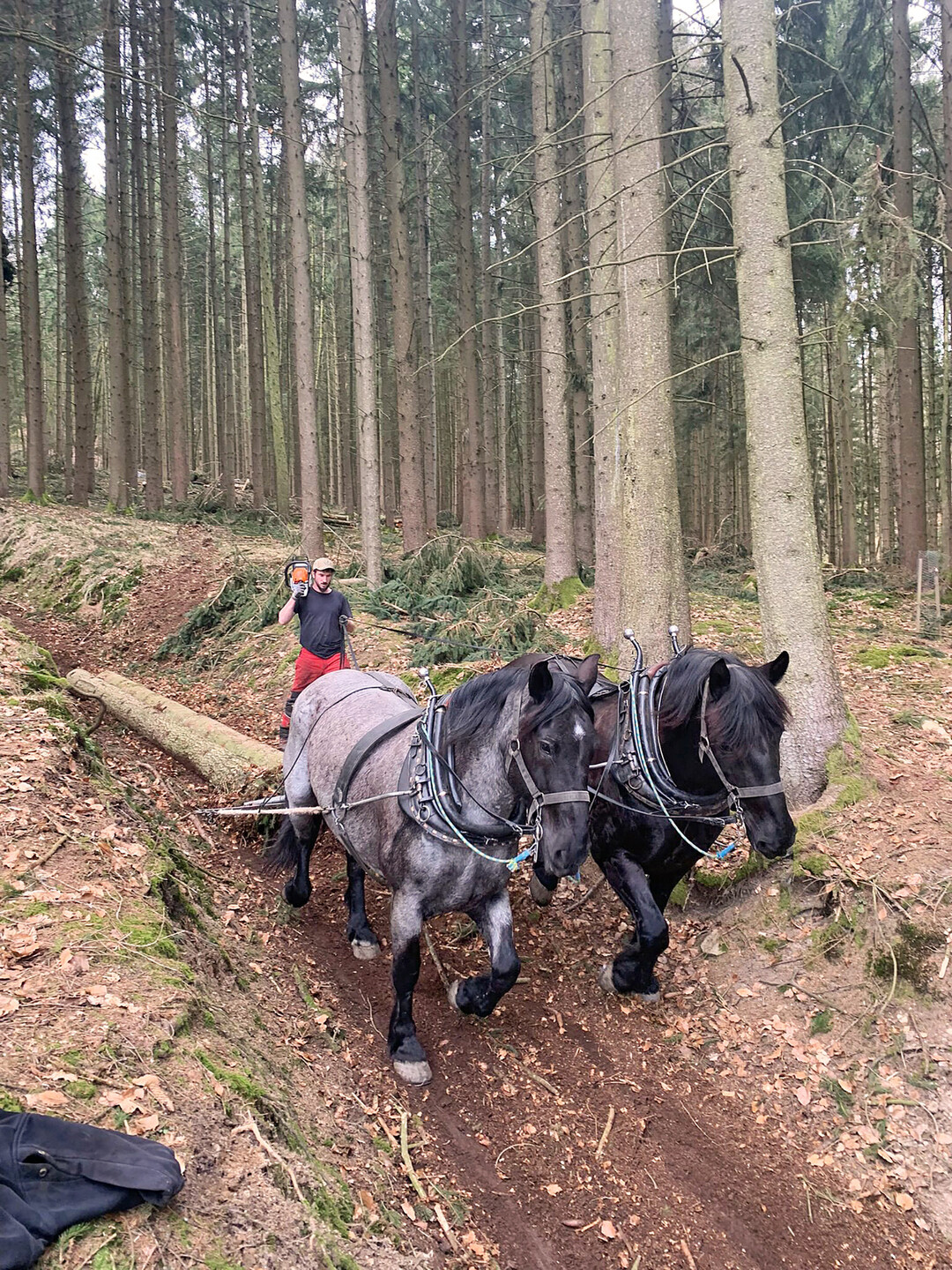Mit Motorsge und Zgel: Hier zieht das Gespann die letzten Stmme durch die Rckegasse.