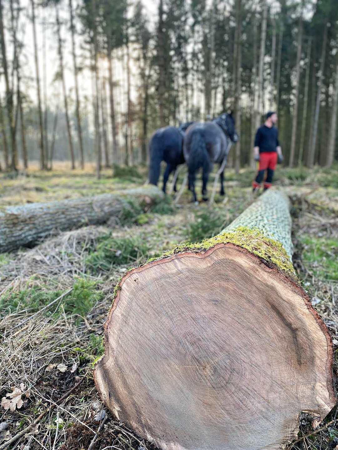 Einen nach dem anderen ziehen die Pferde die gefllten Stmme aus dem Wald.