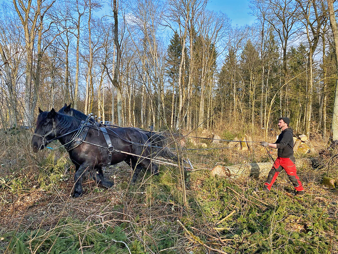 Typischer Rckeeinsatz im Wald