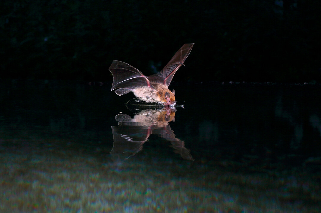 Eine Weirandfledermaus trinkt whrend ihres nchtlichen Suchflugs Wasser.