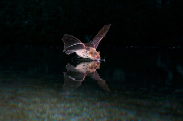 Eine Weirandfledermaus trinkt whrend ihres nchtlichen Suchflugs Wasser.