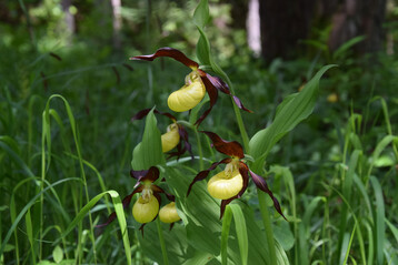 Europischer Frauenschuh (Cypripedium calceolus)