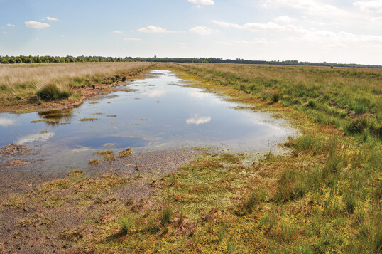 Nur etwa ein Drittel der Naturschutzfläche des Dalum-Wietmarscher Moores ist zur Zeit beweidungsfähig. Für die Renaturierung wurden Verwallungen aufgeschoben, um das
Wasser zu halten und die Wiedervernässung des Moores zu fördern.