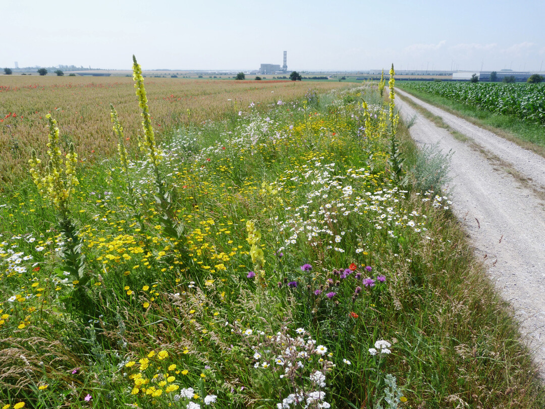Wiederherstellung artenreicher Feldraine durch die Einsaat gebietsheimischen Wildpflanzensaatgutes.