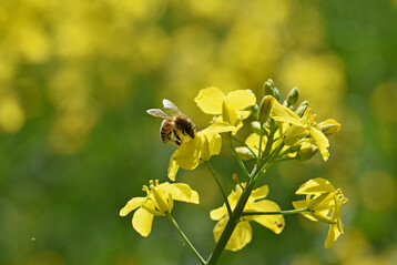 Honigbiene an blhendem Raps