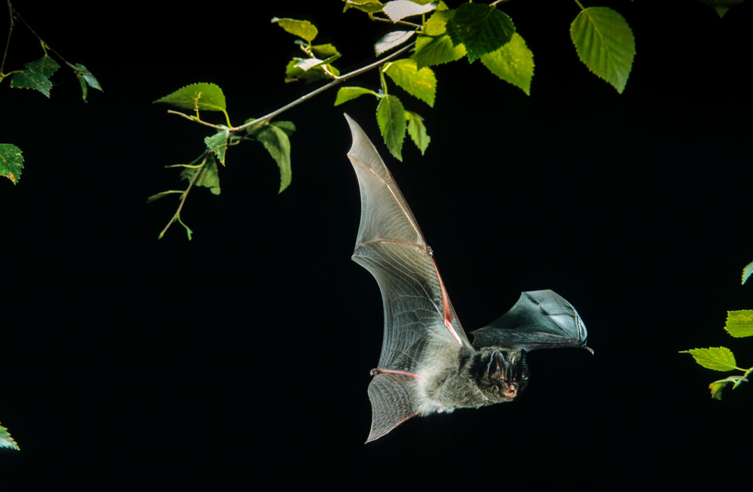Mopsfledermaus im Flug