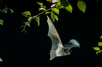 Mopsfledermaus im Flug