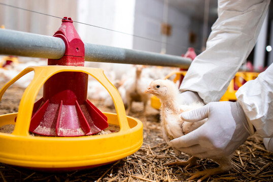 In der Geflügelhaltung ist der Antibiotikaverbrauch in den letzten zehn Jahren deutlich zurückgegangen.