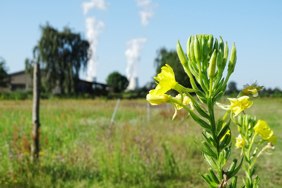 Die Nachtkerze ist eine der Arten, die sich im Projekt InnoWild behauptet haben. Sie wird in InnoWert weiter untersucht.