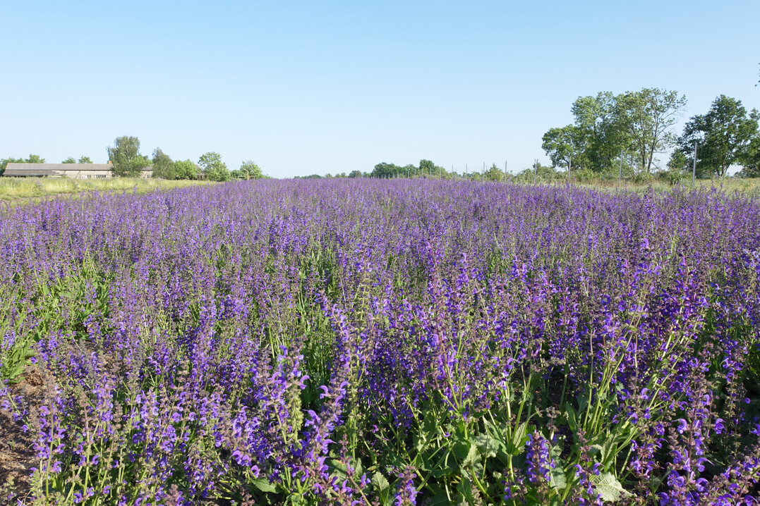 Feld mit Wiesensalbei