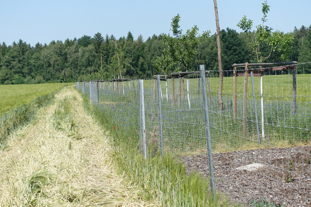 Neu angelegter Agroforst
