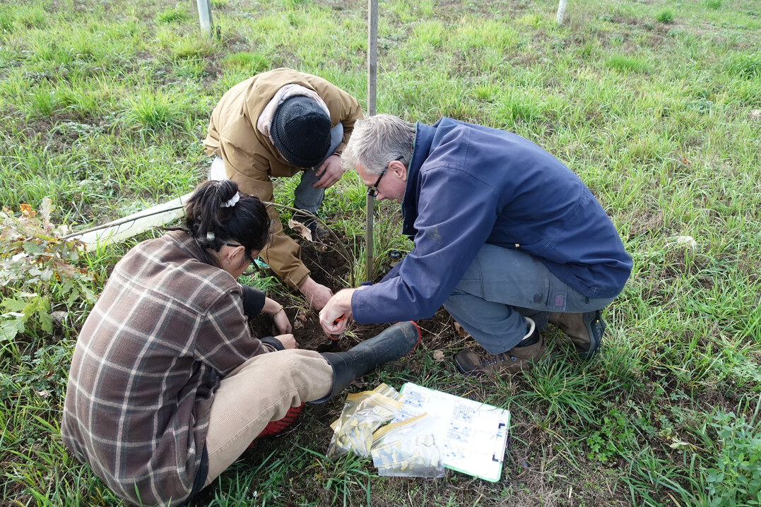Der Frhlingstrffel wchst auch auf sandigen Bden: Ziel des Projektes "Trffelplantage" ist die berprfung, ob (kommerzieller) Trffelanbau in der Lausitz mglich ist.