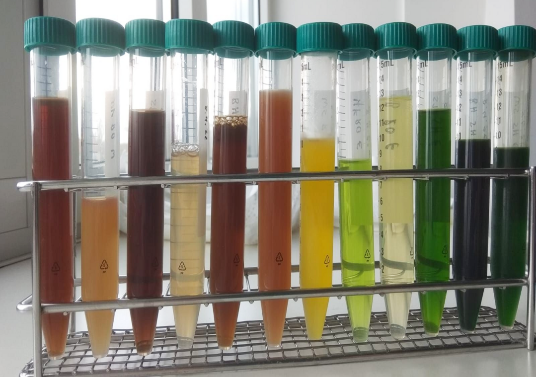 In einem der Projekte extrahieren die Forschenden Extrakte aus Wildpflanzen, die beispielsweise in der Medizin oder Kosmetik von Nutzen sein knnen.