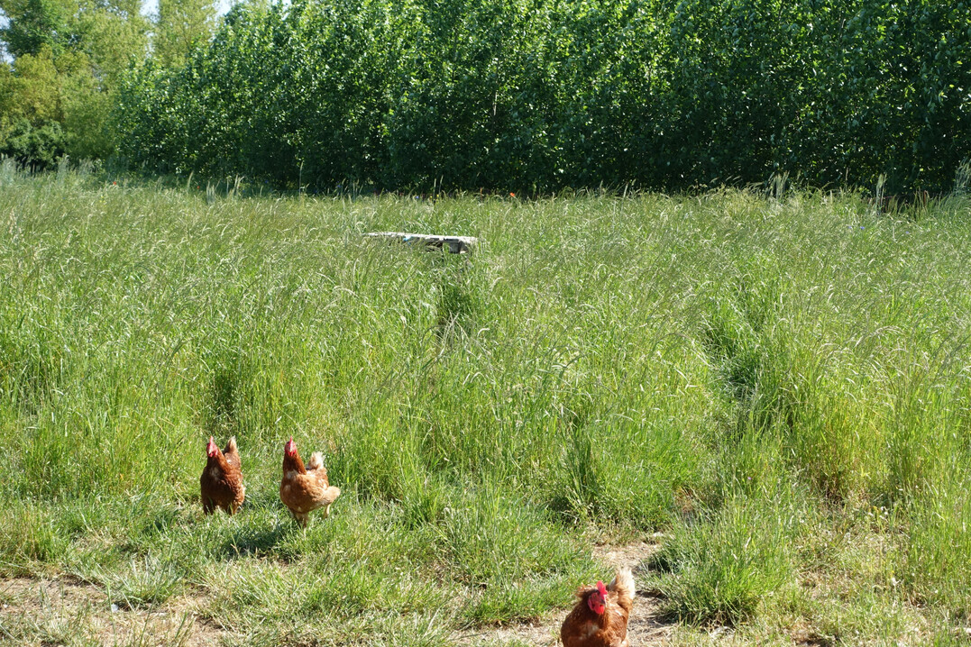 Mehrnutzungen sind besonders effizient - hier die Kombination aus Hhnerhaltung und Agroforst.