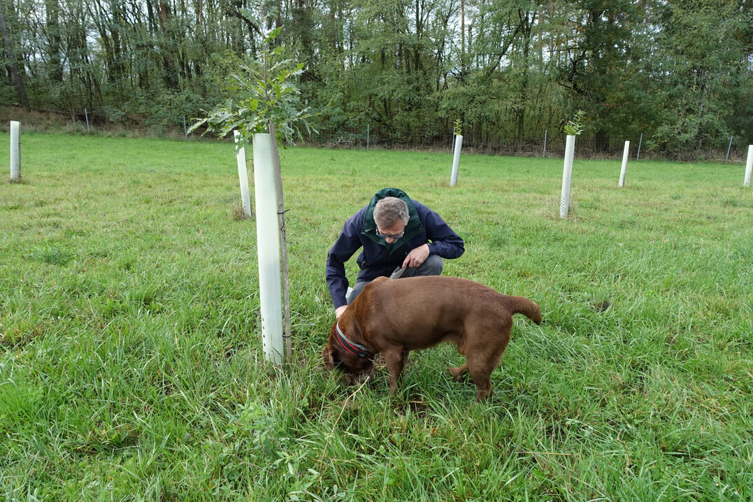 Ein Trffelhund soll anzeigen, ob an den jungen Eichen bereits erste Trffel zu finden sind.