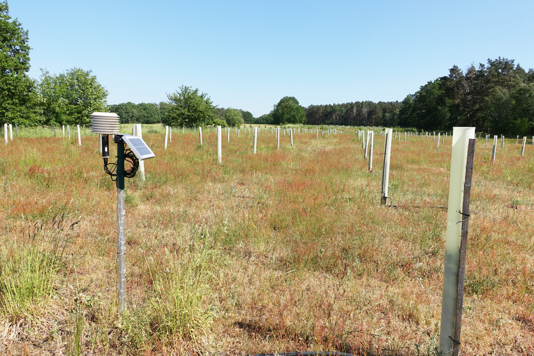 Im Rahmen des Projektes "Trffelplantage" wurden insgesamt 800 mit Tuber borchii mykorrhizierte Stieleichensmlinge (Quercus robur) und Smlinge der Zerreiche (Quercus cerris) auf einer fr die Niederlausitz reprsentativen Flche bei Drebkau gepflanzt.