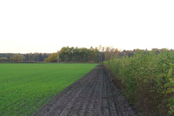 Agroforstsystem mit Pappelstreifen auf dem Hof von Landwirt Thomas Domin im Sden von Brandenburg