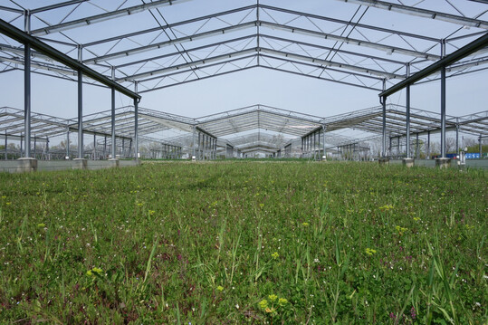 Versuchsfläche mit nachhaltiger Grünlandnutzung im Feldexperiment „Global Change Experimental Facility“ des Helmholtz-Zentrums für Umweltforschung (UFZ) in Bad Lauchstädt. Die Dachkonstruktionen simulieren zukünftige Klimabedingungen.