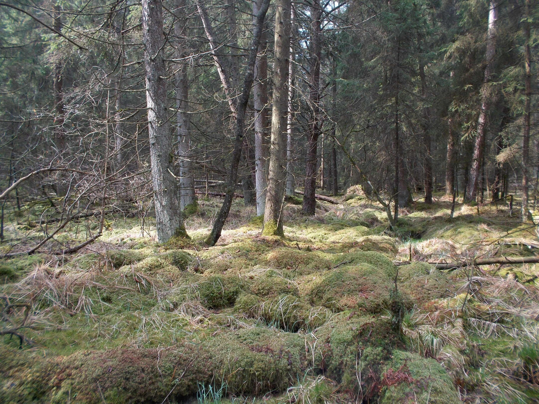 Reich vorhandene Torfmoosbulte im Reicholzrieder Moor bei Dietmannsried zeigen: Intakte Moorwlder sind wachsende, klimafreundliche Moore.