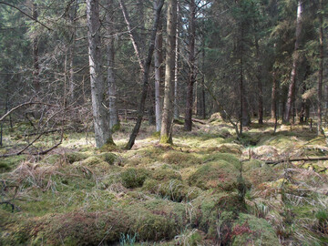 Reich vorhandene Torfmoosbulte im Reicholzrieder Moor bei Dietmannsried zeigen: Intakte Moorwlder sind wachsende, klimafreundliche Moore.