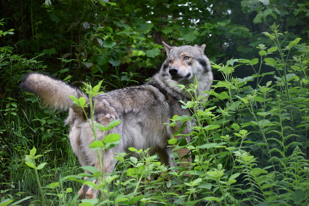 Wolf (
<i>Canis lupus</i>
) in einem Tierfreigehege