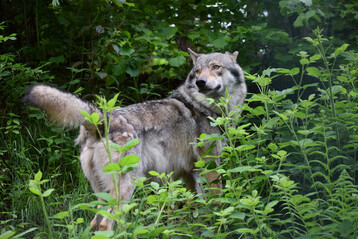 Wolf (
<i>Canis lupus</i>
) in einem Tierfreigehege