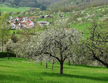 Streuobstwiesen sind ein artenreiches Kulturgut, das neben einer beralterung des Bestands und fehlender fachkundiger Bewirtschaftung bereits jetzt unter den Folgen des Klimawandels
leidet.