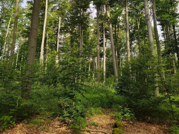 Im Verbundprojekt sensFORclim wurde auf verschiedenen Bden und klimatischen Standorten nach Buchen mit erhhter Trockenheitsresistenz gesucht.