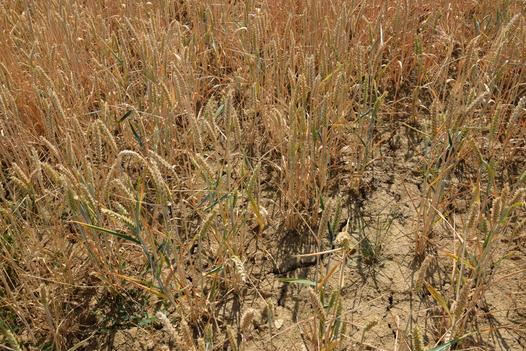 Immer hufigere und lngere Drren beeintrchtigen Ernten. Klimaschutzmanahmen sind lngst berfllig.