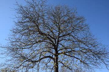 Laubbaum im Winter