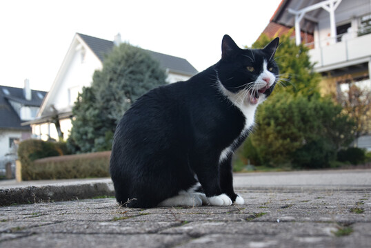 Kater im Freigang